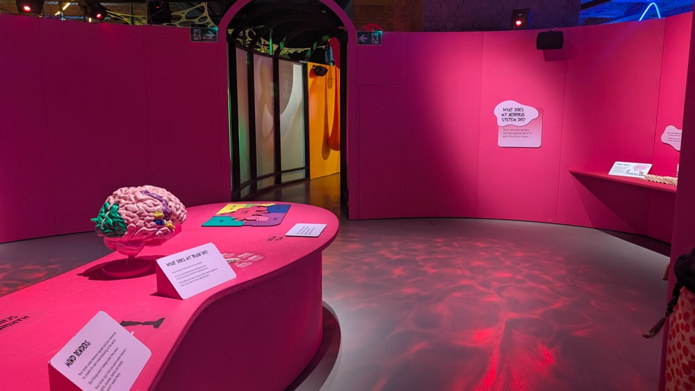 Pink room with pink table with a model of a brain on it