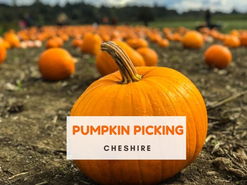 Field of pumpkins. Text reads Pumpkin picking Cheshire