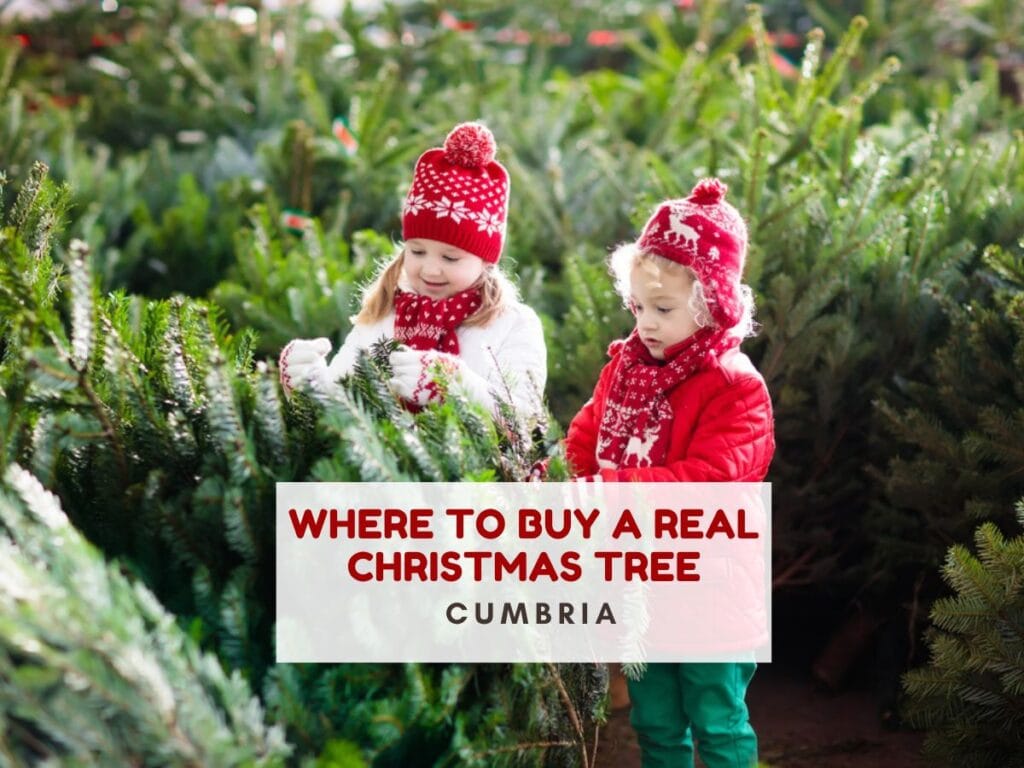 Two children surrounded by real Christmas trees. Text reads where to buy a real Christmas tree Cumbria