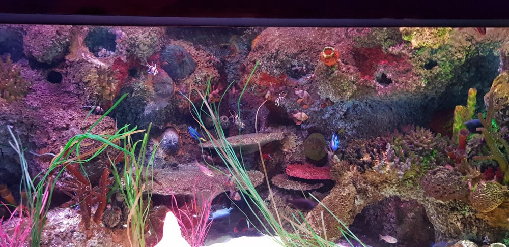 Inside a tropical aquarium with small fish