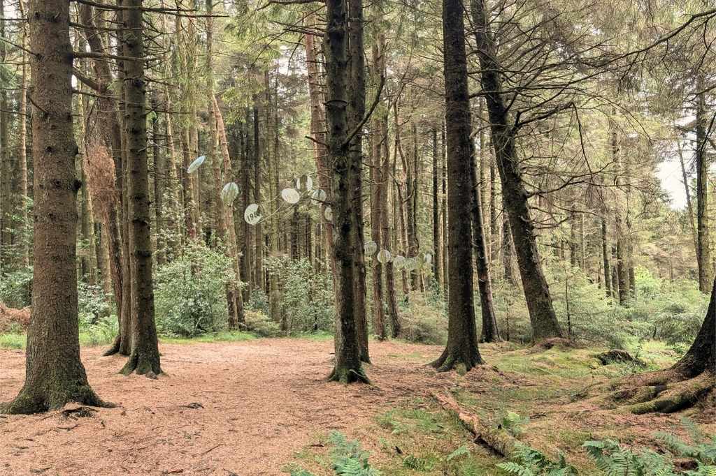 Hanging sculptures in the woods