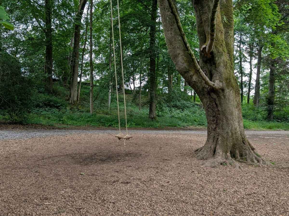 Tree swing in a large clearing in the woods