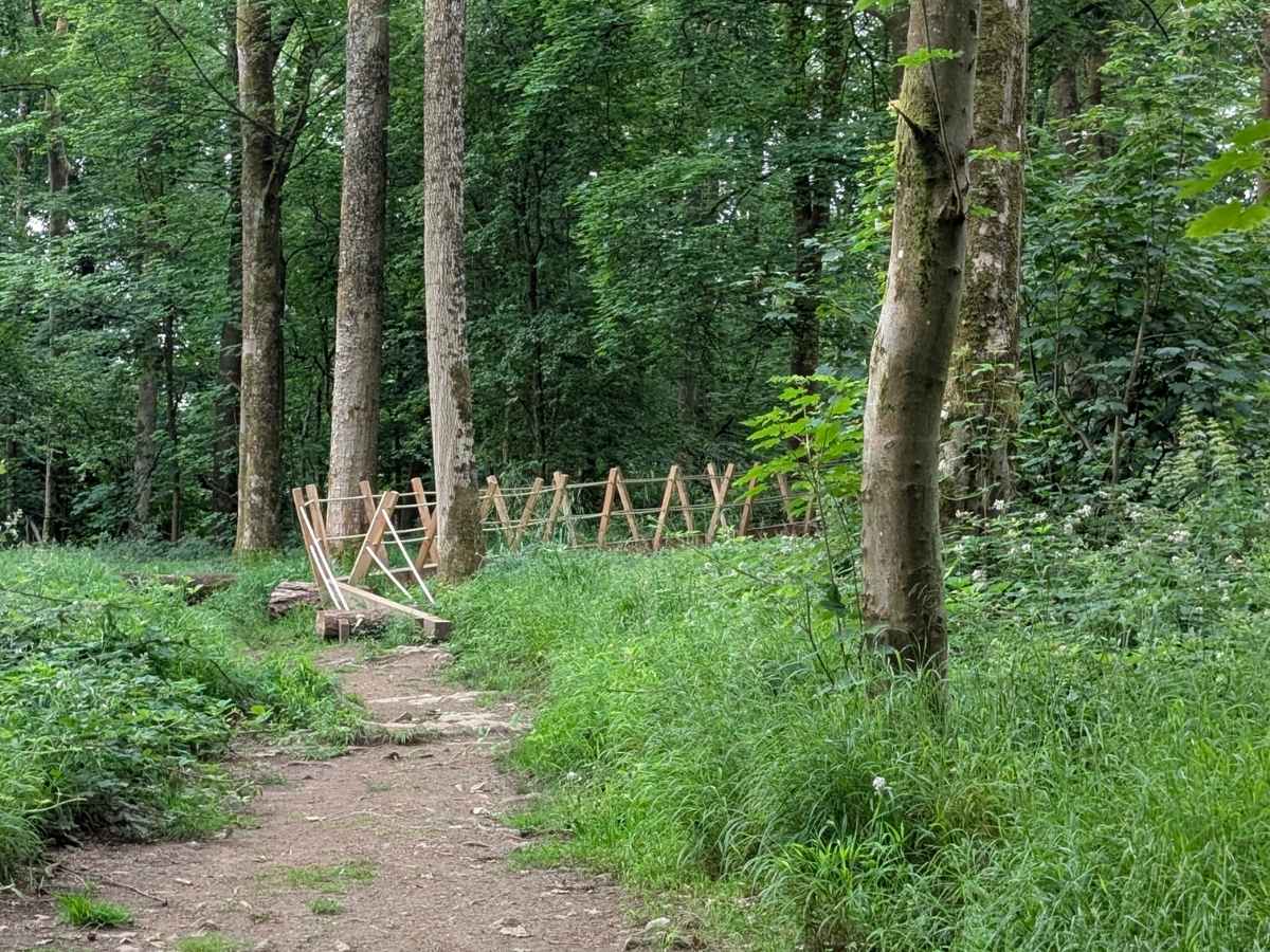Woodland with a raised walk way