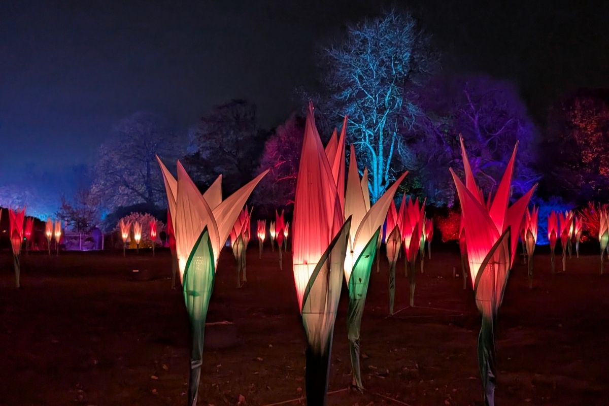 A nighttime garden scene features large illuminated flower sculptures resembling tulips, glowing in shades of red, white, and green. The background trees are dramatically lit in blue, purple, and orange tones, adding depth and color to the festive outdoor display.