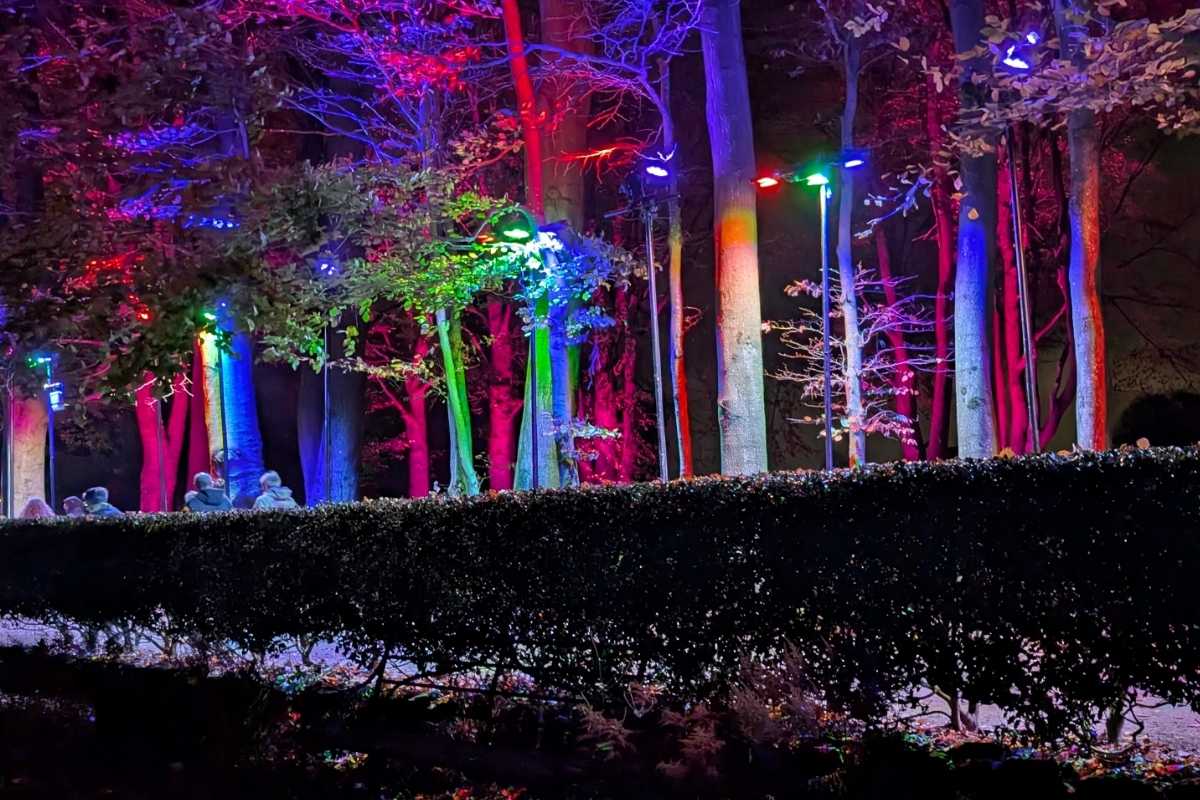 Tall trees in a nighttime forest are lit with vibrant spotlights in red, blue, green, and purple, creating a rainbow canopy effect. A neatly trimmed hedge runs along the foreground, with groups of people walking the illuminated path beneath the colorful glow.