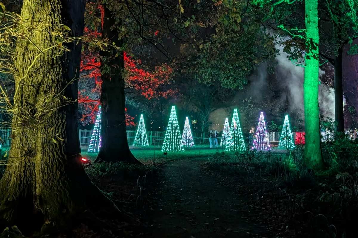 A forest pathway leads to a clearing filled with cone-shaped light installations resembling Christmas trees, glowing in green, blue, and purple hues. The surrounding trees are lit with colorful spotlights, and soft fog adds a mystical ambiance to the nighttime display.