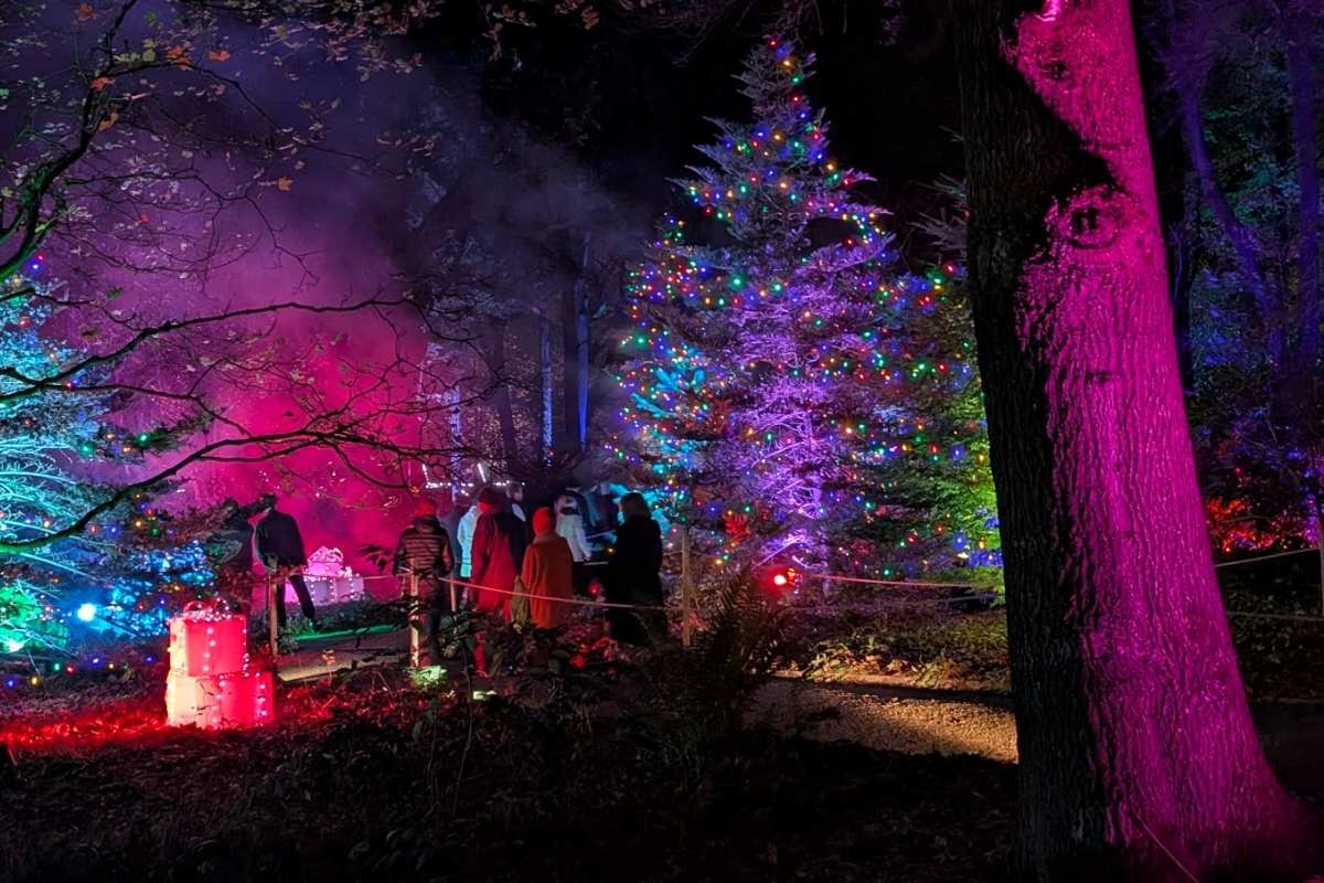 A group of people walks through a forest path surrounded by trees lit with colorful Christmas lights, including a large, decorated evergreen glowing in purple and multicolored bulbs. Pink and red fog creates a magical backdrop, with glowing present decorations adding to the festive holiday atmosphere.