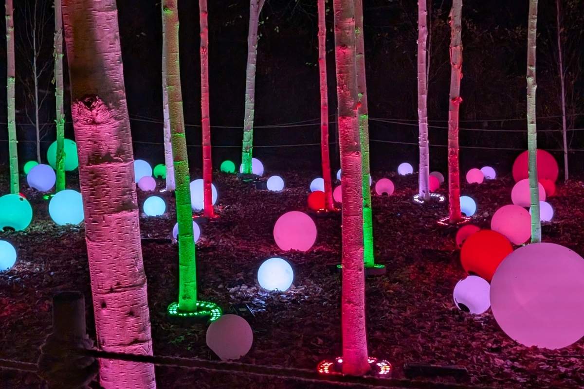 A nighttime forest scene features slender birch trees lit from below in alternating hues of pink, red, and green. Scattered among the trees are glowing orbs in various sizes and colors—white, red, pink, purple, and green—creating a surreal and whimsical atmosphere.