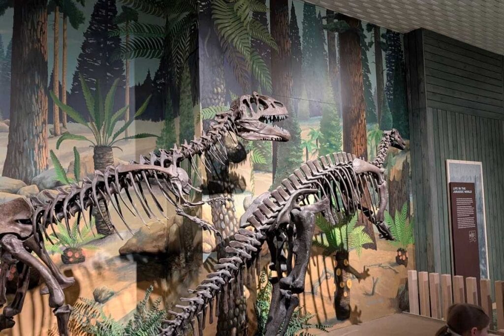 Dinosaur skeletons posed in a museum exhibit with one large carnivorous dinosaur towering over a smaller dinosaur against a painted prehistoric forest backdrop. The display includes detailed fossil bones and a wall mural of lush greenery to recreate a Jurassic era scene for educational visitors.