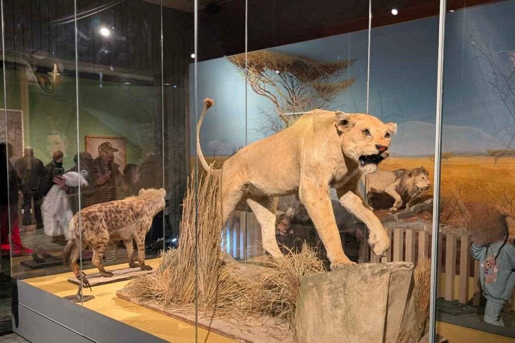 Taxidermy display of a lioness stepping forward on a rock with a hyena behind her inside a glass museum case designed to resemble an African savanna. The exhibit includes dry grass and a painted landscape background to show the animals in their natural habitat for learning and observation.