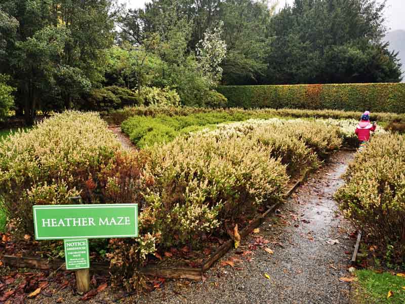 Maze of low heather planting