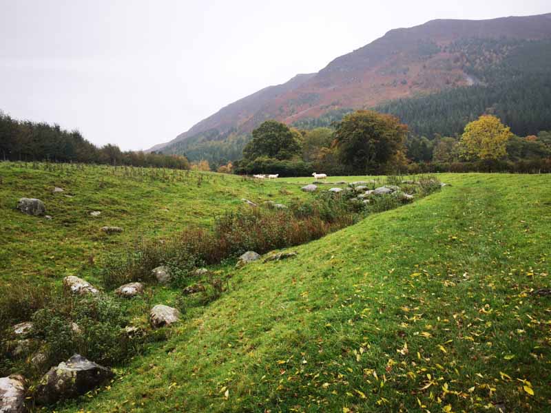 Field with sheep and mountains behind