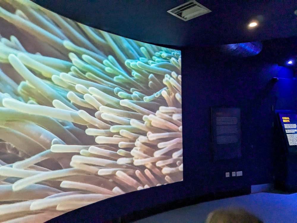 Large screen with coral on it