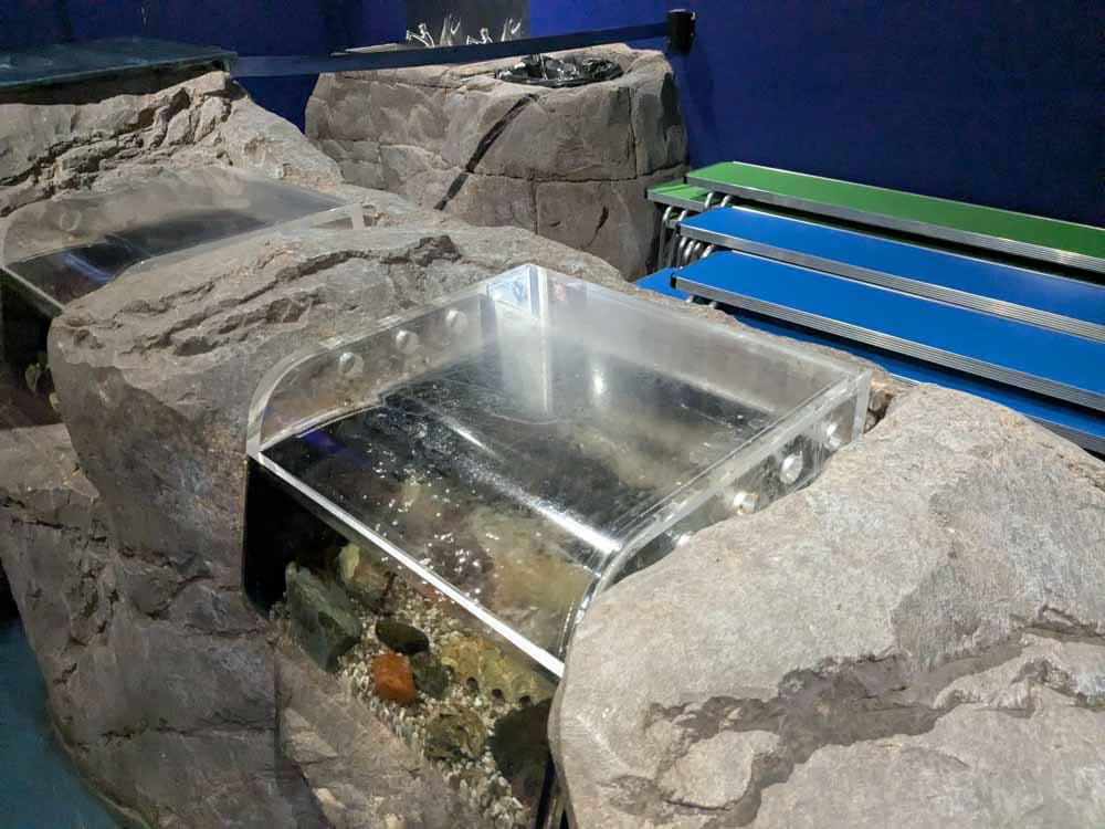 Rockpool in a glass cabinet