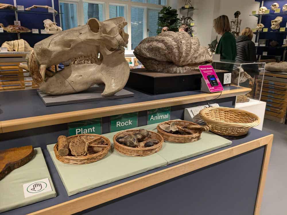 huge animal skull and shell fossil in a gallery