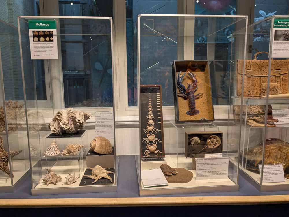 Glass cabinet full of shells and crab shells