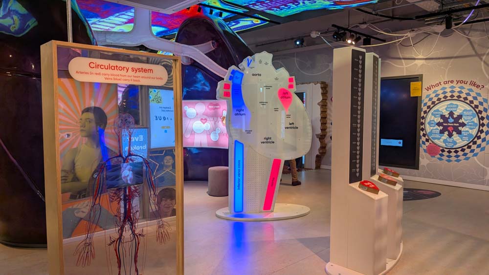 Heart and lung models in a science museum