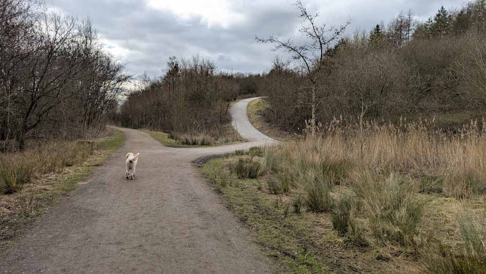 White dog on a gravel path with lots of woodland