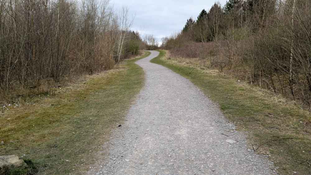 Gravel path through woodlands
