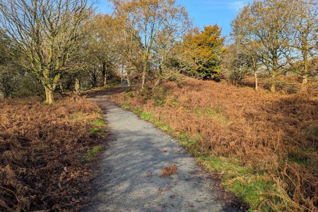 Gravel path winding through golden-brown bracken and bare-branched trees in an autumn woodland setting. Bright sunlight casts long shadows, with a splash of green and orange from a distant tree still holding its leaves.