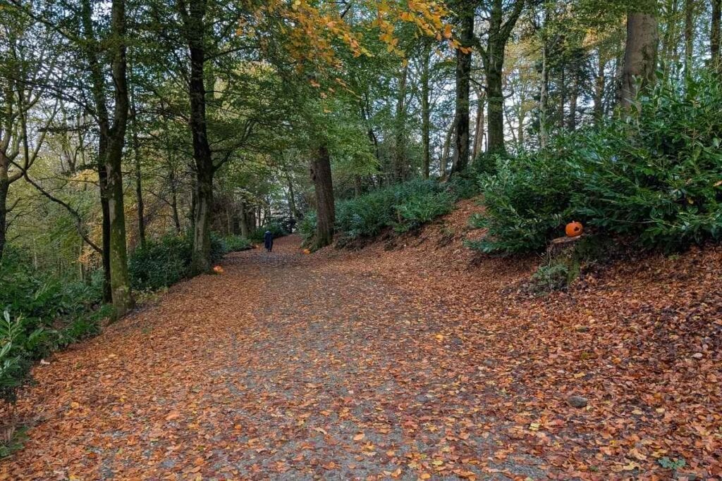 Wide forest trail blanketed with orange and brown autumn leaves, flanked by trees and dense greenery. Several carved pumpkins are placed along the path, and a person in dark clothing walks ahead in the distance.