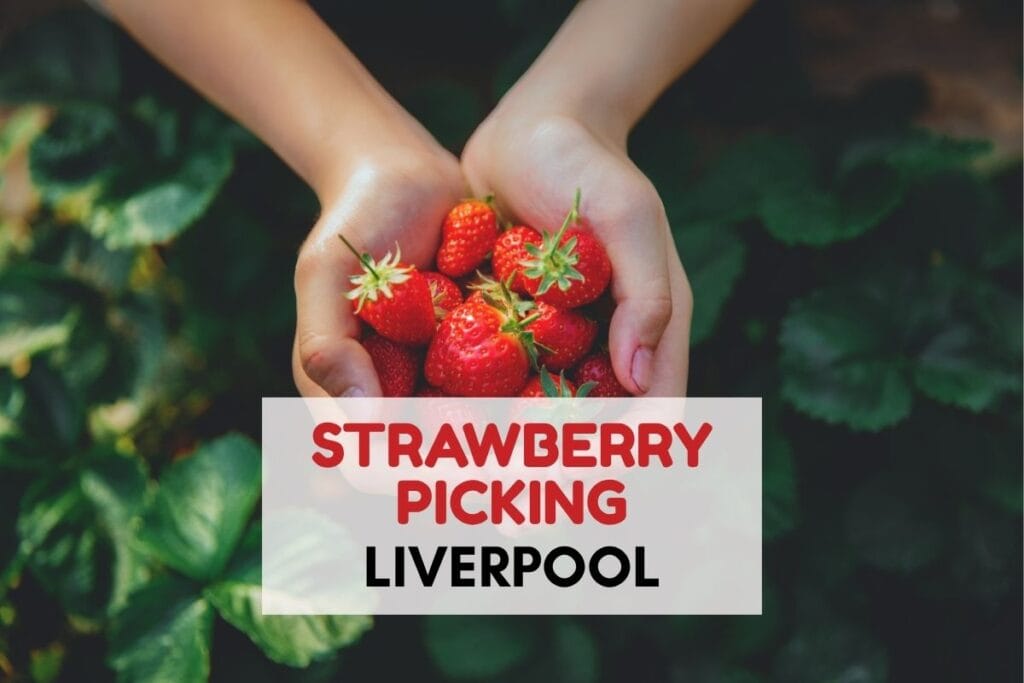 Hands holding a handful of freshly picked ripe strawberries in a strawberry field with green leaves blurred in the background. Text overlay reads "STRAWBERRY PICKING LIVERPOOL" highlighting a local strawberry picking experience near Liverpool.