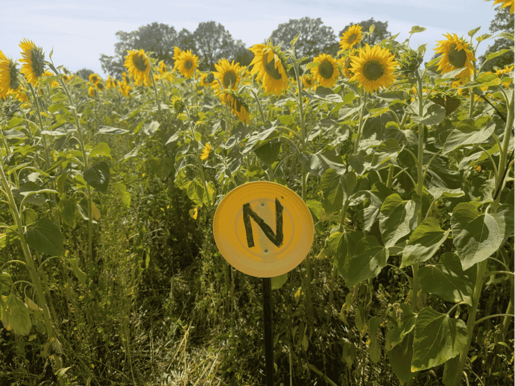Sunflowers in a field with a yellow disk on a stick in the from with a black N written on it