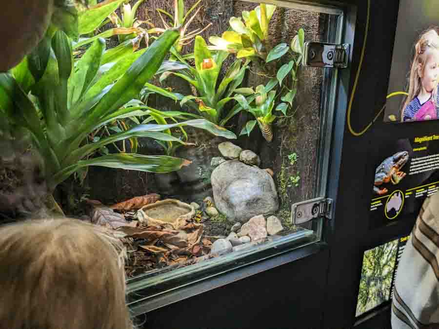Tank of bumble bee frogs