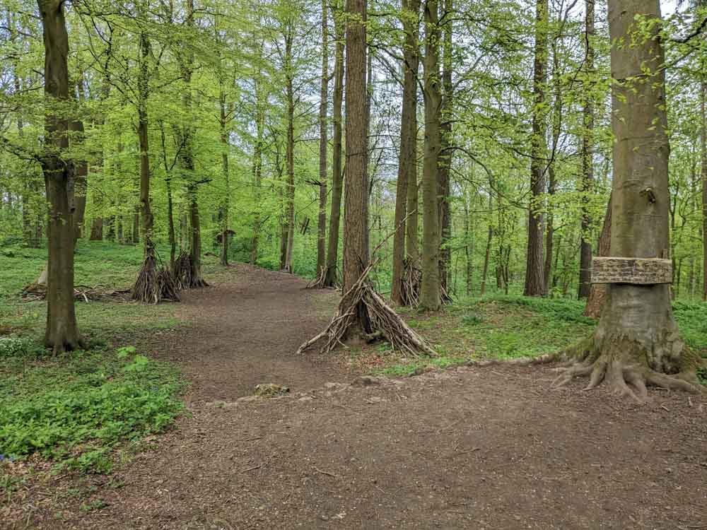 dens in the woods