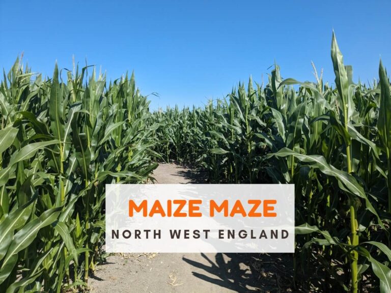 Maize maze North West 2024