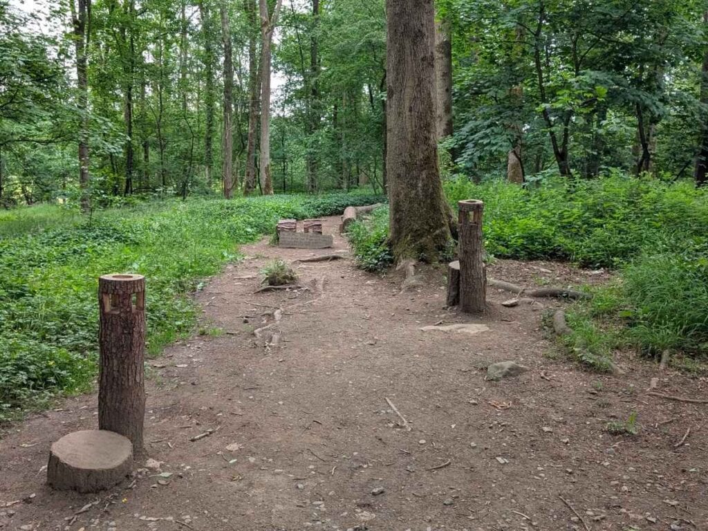 Woodland with logs for balancing on