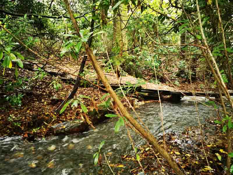 wooden balance beam over a river in the woods
