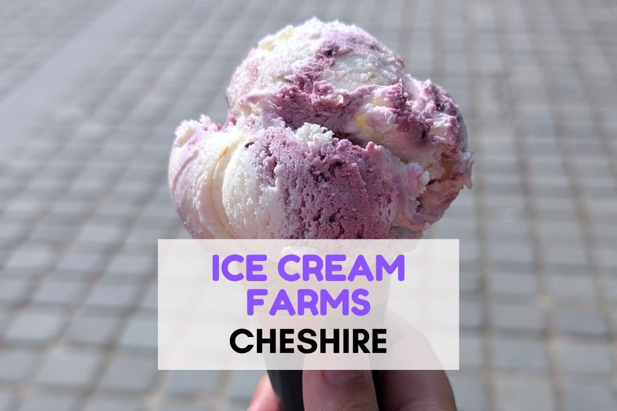 Two scoops of purple and white berry ice cream in a cone held outdoors on a paved street. Text overlay reads “ICE CREAM FARMS CHESHIRE” in large purple and black letters.